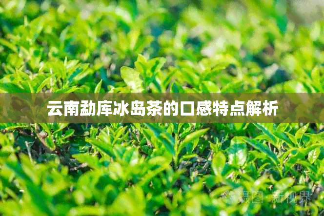 云南勐库冰岛茶的口感特点解析