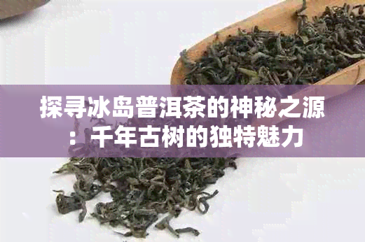 探寻冰岛普洱茶的神秘之源：千年古树的独特魅力