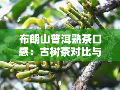 布朗山普洱熟茶口感：古树茶对比与357克价格评估