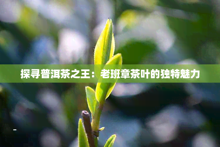 探寻普洱茶之王：老班章茶叶的独特魅力