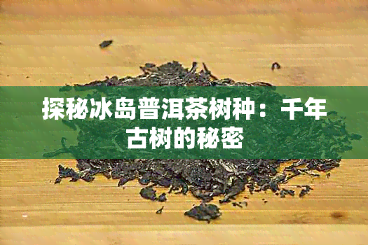 探秘冰岛普洱茶树种：千年古树的秘密