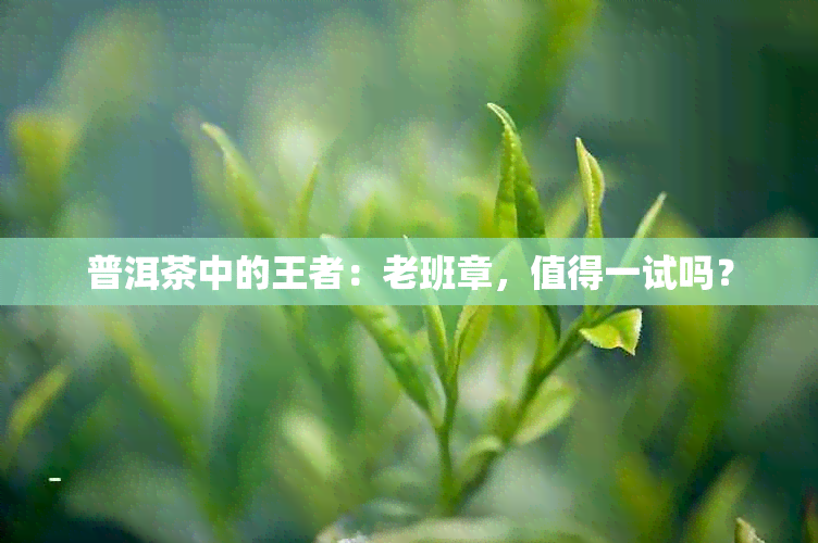 普洱茶中的王者：老班章，值得一试吗？