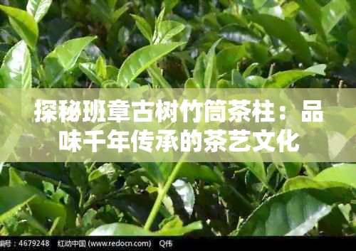 探秘班章古树竹筒茶柱：品味千年传承的茶艺文化