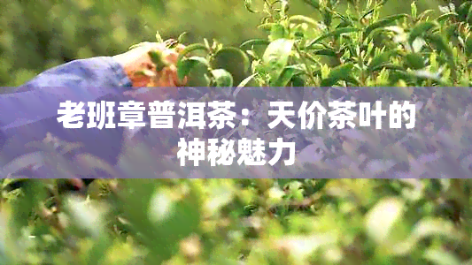 老班章普洱茶：天价茶叶的神秘魅力