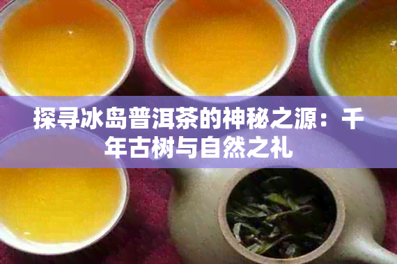 探寻冰岛普洱茶的神秘之源：千年古树与自然之礼