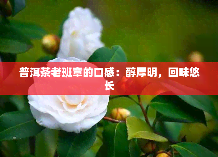 普洱茶老班章的口感：醇厚明，回味悠长