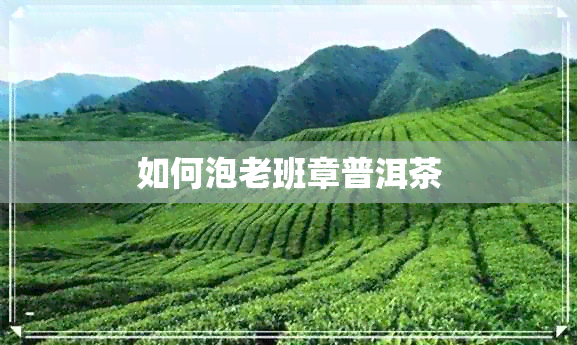 如何泡老班章普洱茶