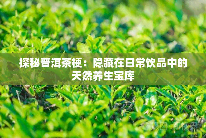 探秘普洱茶梗：隐藏在日常饮品中的天然养生宝库