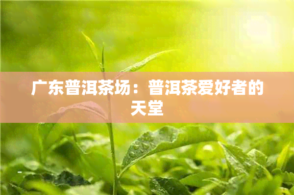 广东普洱茶场：普洱茶爱好者的天堂