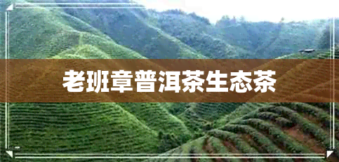 老班章普洱茶生态茶