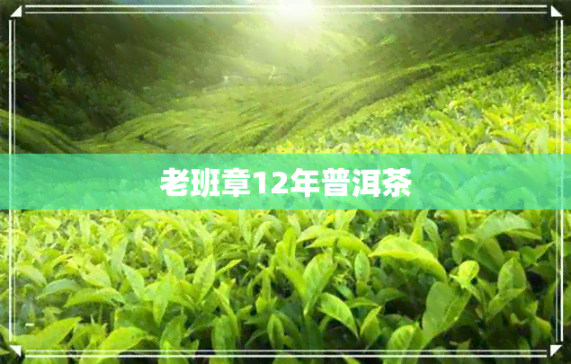 老班章12年普洱茶