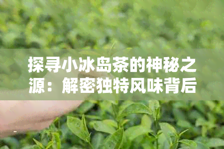 探寻小冰岛茶的神秘之源：解密独特风味背后的故事