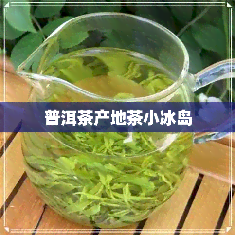 普洱茶产地茶小冰岛