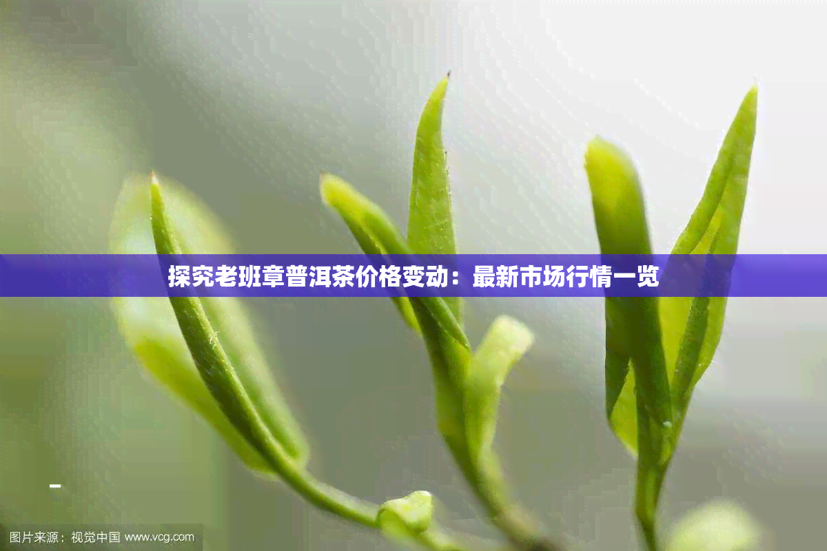 探究老班章普洱茶价格变动：最新市场行情一览