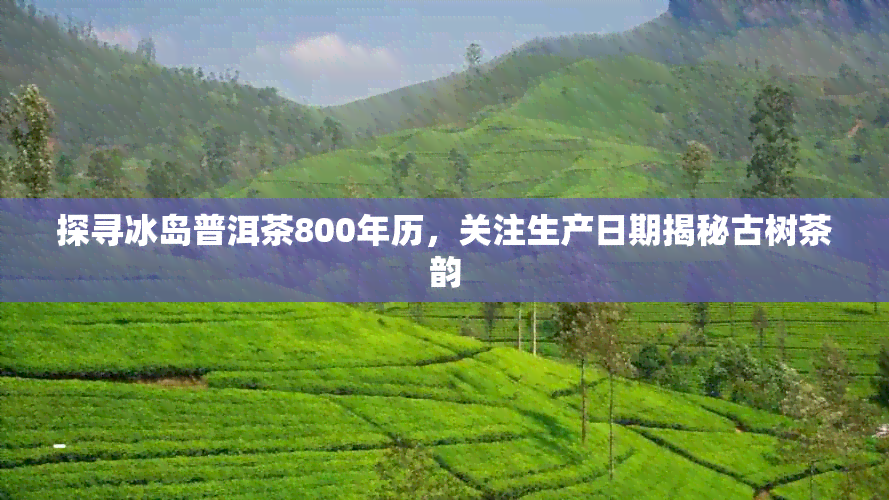 探寻冰岛普洱茶800年历，关注生产日期揭秘古树茶韵