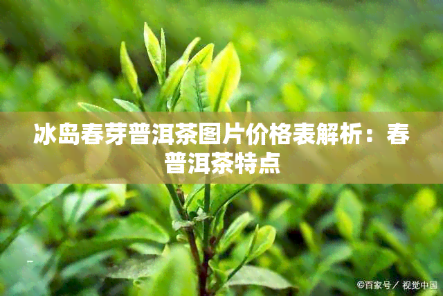 冰岛春芽普洱茶图片价格表解析：春普洱茶特点