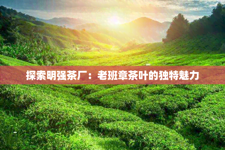 探索明强茶厂：老班章茶叶的独特魅力