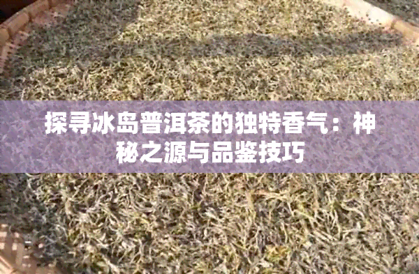 探寻冰岛普洱茶的独特香气：神秘之源与品鉴技巧