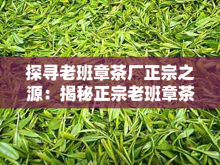 探寻老班章茶厂正宗之源：揭秘正宗老班章茶的制造商