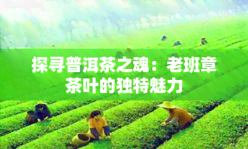 探寻普洱茶之魂：老班章茶叶的独特魅力