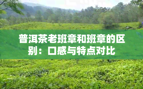 普洱茶老班章和班章的区别：口感与特点对比