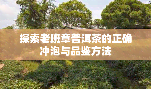 探索老班章普洱茶的正确冲泡与品鉴方法