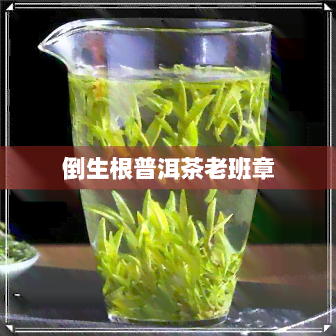 倒生根普洱茶老班章