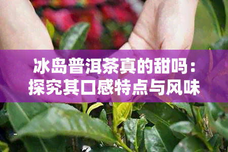 冰岛普洱茶真的甜吗：探究其口感特点与风味