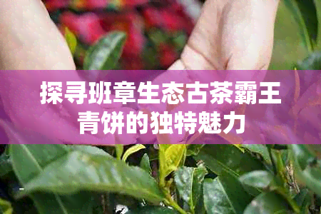 探寻班章生态古茶霸王青饼的独特魅力