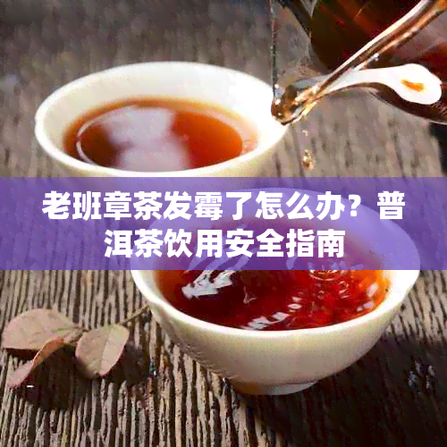 老班章茶发霉了怎么办？普洱茶饮用安全指南