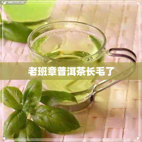 老班章普洱茶长毛了