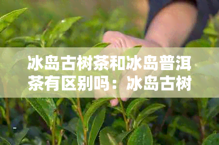 冰岛古树茶和冰岛普洱茶有区别吗：冰岛古树普洱茶是生茶还是熟茶？