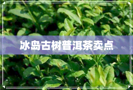 冰岛古树普洱茶卖点