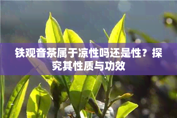 铁观音茶属于凉性吗还是性？探究其性质与功效