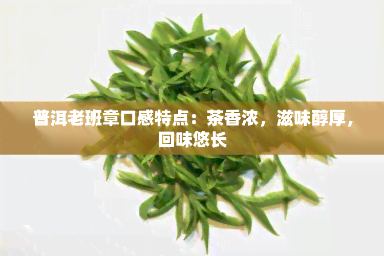 普洱老班章口感特点：茶香浓，滋味醇厚，回味悠长