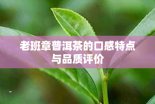 老班章普洱茶的口感特点与品质评价