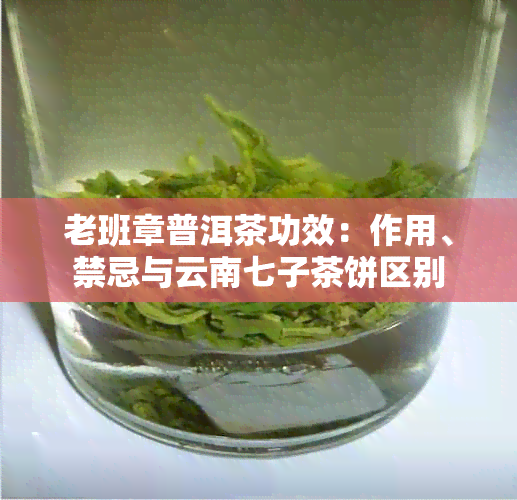 老班章普洱茶功效：作用、禁忌与云南七子茶饼区别