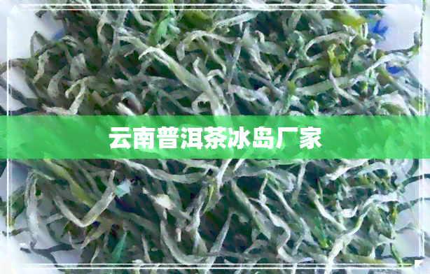 云南普洱茶冰岛厂家