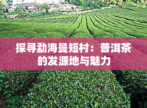 探寻勐海曼短村：普洱茶的发源地与魅力