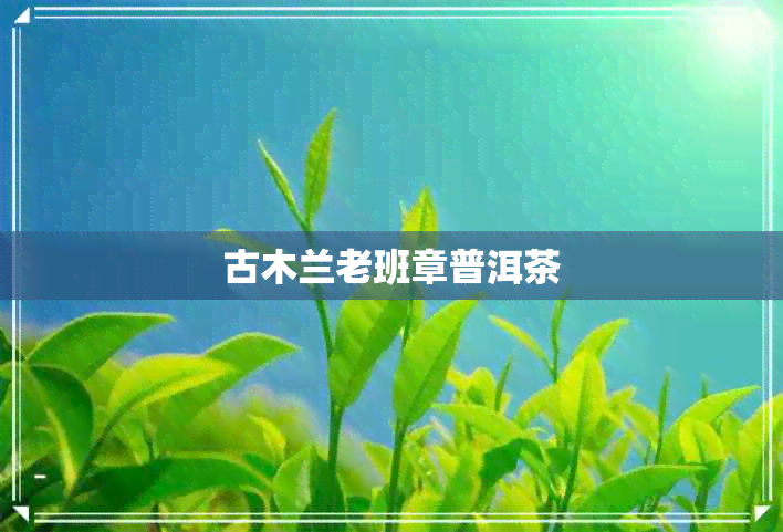 古木兰老班章普洱茶