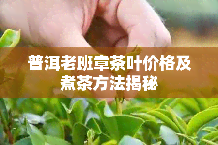 普洱老班章茶叶价格及煮茶方法揭秘