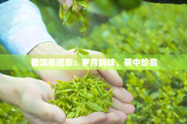 普洱老班章：岁月韵味，茶中珍品