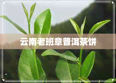 云南老班章普洱茶饼