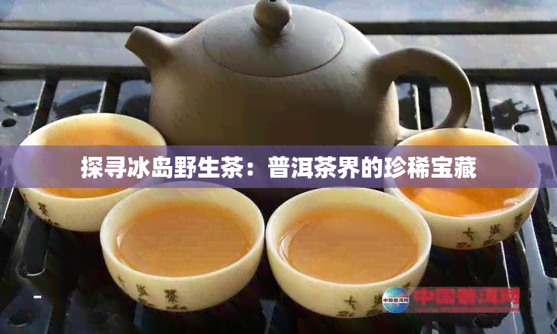 探寻冰岛野生茶：普洱茶界的珍稀宝藏