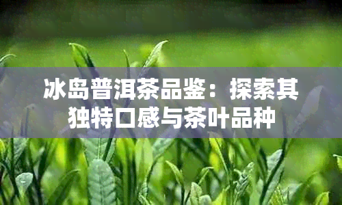 冰岛普洱茶品鉴：探索其独特口感与茶叶品种