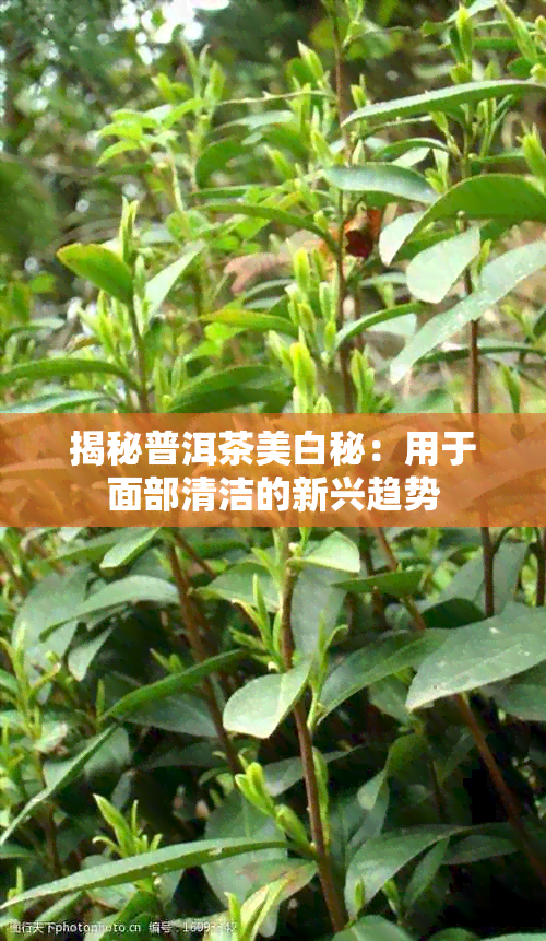 揭秘普洱茶美白秘：用于面部清洁的新兴趋势