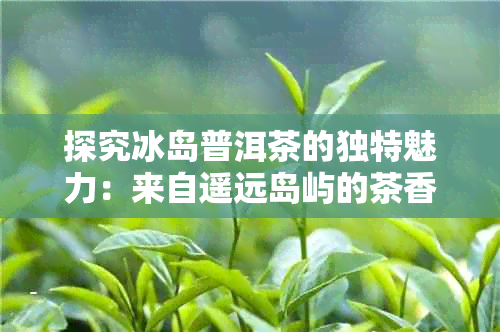 探究冰岛普洱茶的独特魅力：来自遥远岛屿的茶香传奇