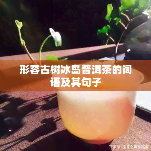 形容古树冰岛普洱茶的词语及其句子