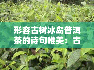 形容古树冰岛普洱茶的诗句唯美：古树冰岛茶韵香