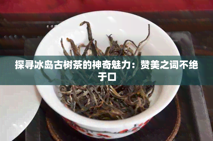 探寻冰岛古树茶的神奇魅力：赞美之词不绝于口